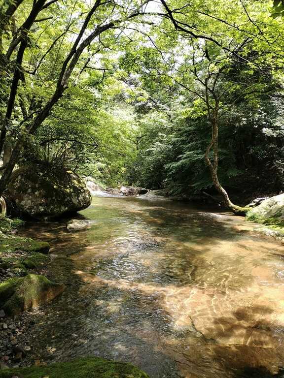 森の中の小川