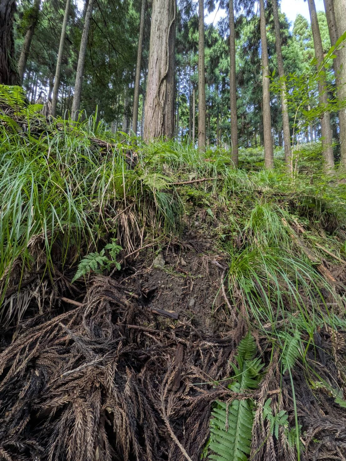 用瀬の山林へと続く道