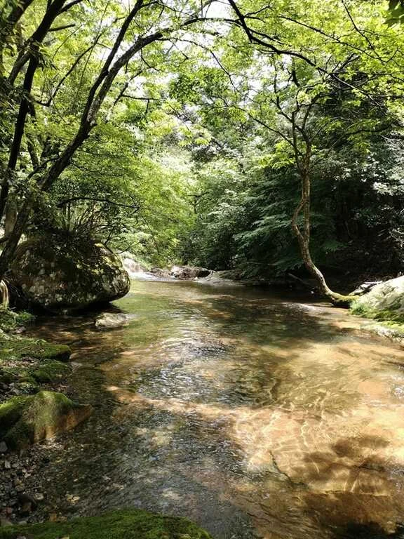 木漏れ日が差し込む赤波川の清流